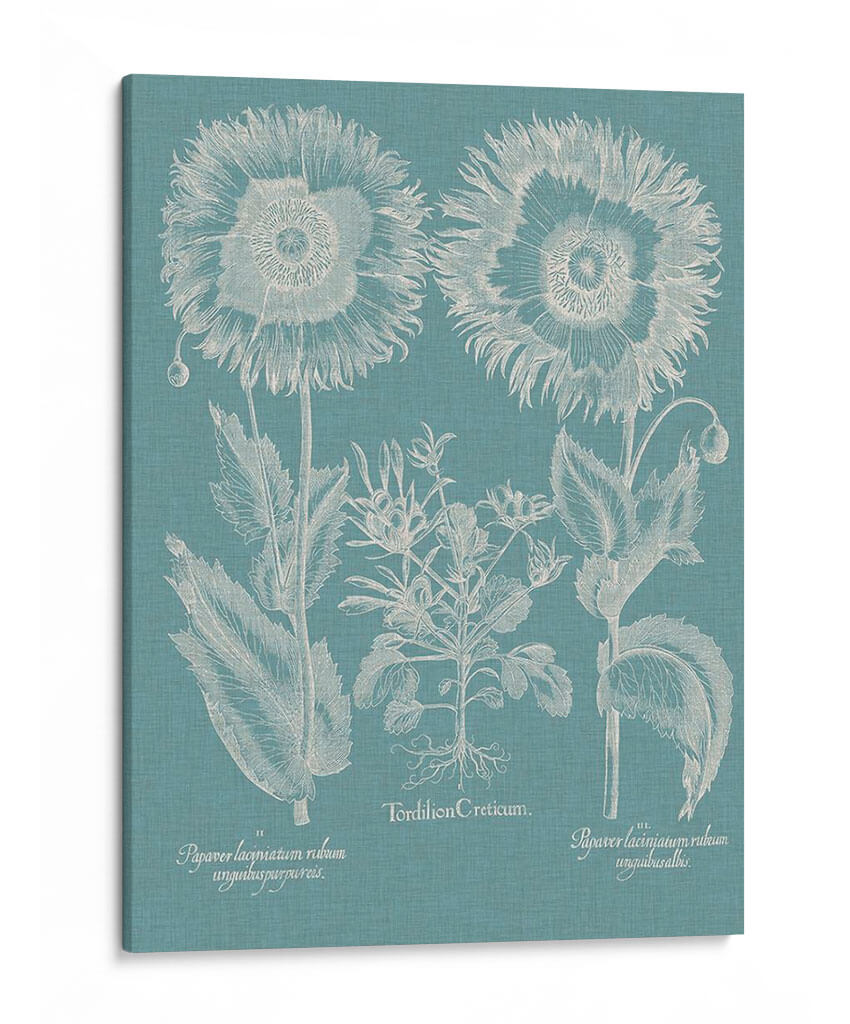 Amapolas De Besler I - Basilius Besler | Cuadro decorativo de Canvas Lab