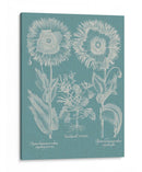 Amapolas De Besler I - Basilius Besler | Cuadro decorativo de Canvas Lab