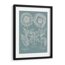 Amapolas De Besler I - Basilius Besler | Cuadro decorativo de Canvas Lab