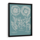 Amapolas De Besler I - Basilius Besler | Cuadro decorativo de Canvas Lab