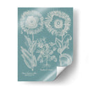 Amapolas De Besler I - Basilius Besler | Cuadro decorativo de Canvas Lab