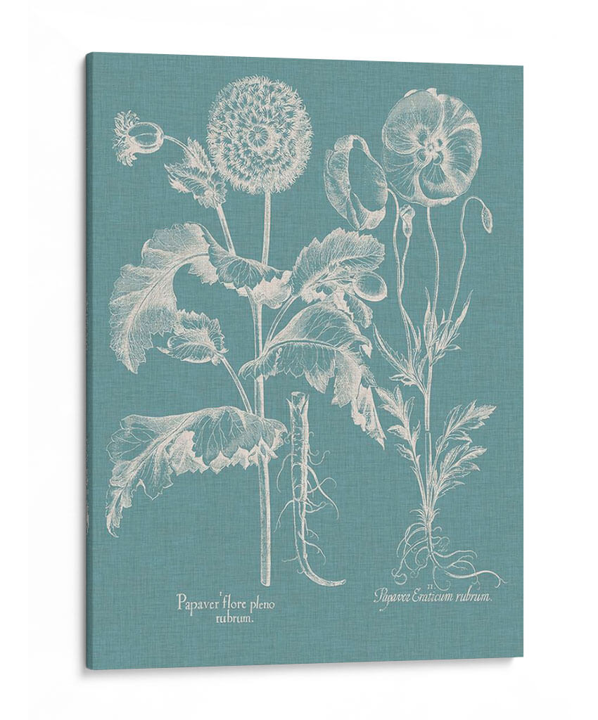 Poppies Besler Ii - Basilius Besler | Cuadro decorativo de Canvas Lab
