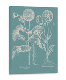 Poppies Besler Ii - Basilius Besler | Cuadro decorativo de Canvas Lab