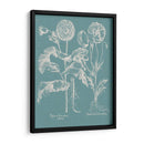 Poppies Besler Ii - Basilius Besler | Cuadro decorativo de Canvas Lab