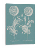 Poppies Besler Iii - Basilius Besler | Cuadro decorativo de Canvas Lab