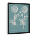 Poppies Besler Iii - Basilius Besler | Cuadro decorativo de Canvas Lab