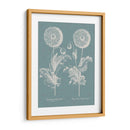 Poppies Besler Iii - Basilius Besler | Cuadro decorativo de Canvas Lab