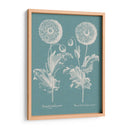 Poppies Besler Iii - Basilius Besler | Cuadro decorativo de Canvas Lab