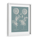 Poppies Besler Iii - Basilius Besler | Cuadro decorativo de Canvas Lab