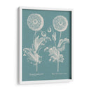 Poppies Besler Iii - Basilius Besler | Cuadro decorativo de Canvas Lab