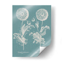 Poppies Besler Iii - Basilius Besler | Cuadro decorativo de Canvas Lab