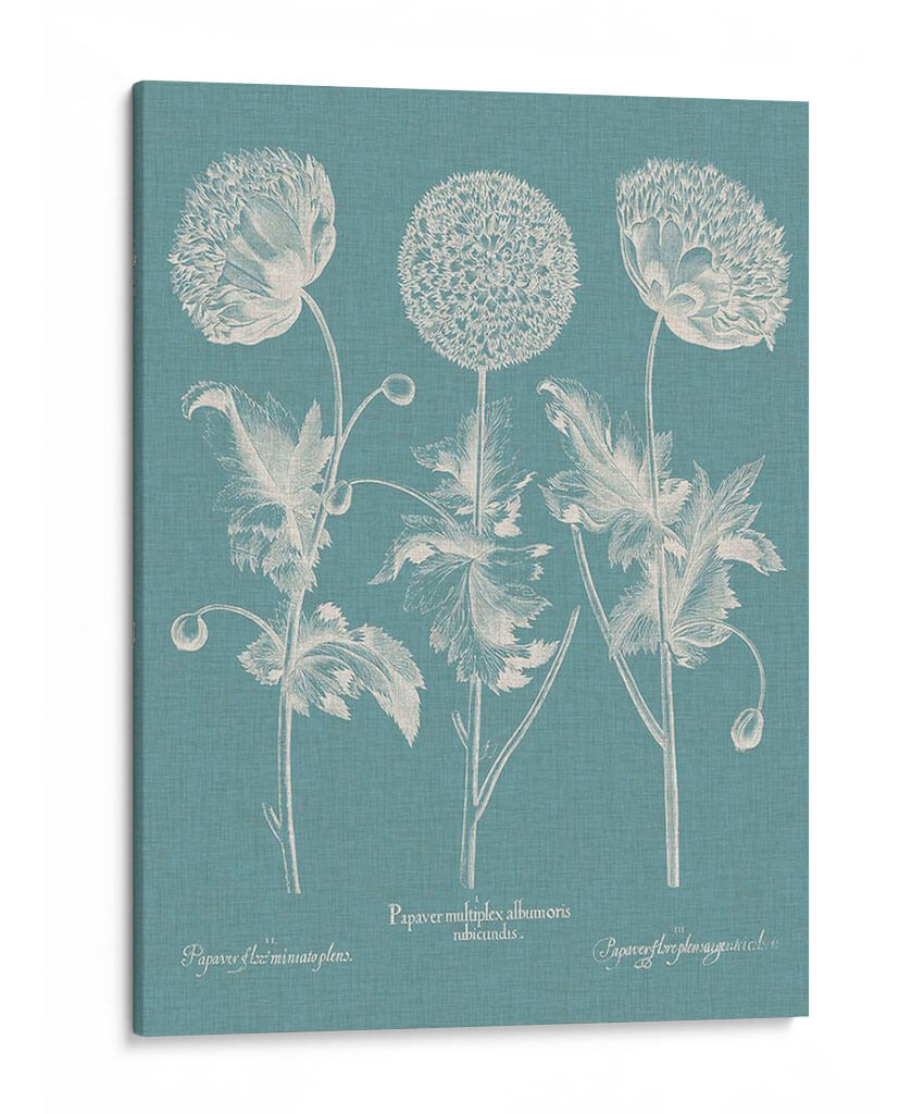 Poppies Besler Iv - Basilius Besler | Cuadro decorativo de Canvas Lab