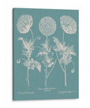 Poppies Besler Iv - Basilius Besler | Cuadro decorativo de Canvas Lab