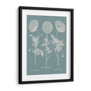 Poppies Besler Iv - Basilius Besler | Cuadro decorativo de Canvas Lab