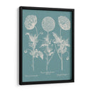 Poppies Besler Iv - Basilius Besler | Cuadro decorativo de Canvas Lab