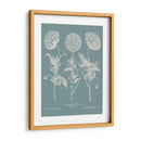 Poppies Besler Iv - Basilius Besler | Cuadro decorativo de Canvas Lab