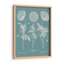 Poppies Besler Iv - Basilius Besler | Cuadro decorativo de Canvas Lab