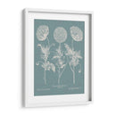 Poppies Besler Iv - Basilius Besler | Cuadro decorativo de Canvas Lab