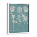 Poppies Besler Iv - Basilius Besler | Cuadro decorativo de Canvas Lab