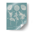 Poppies Besler Iv - Basilius Besler | Cuadro decorativo de Canvas Lab