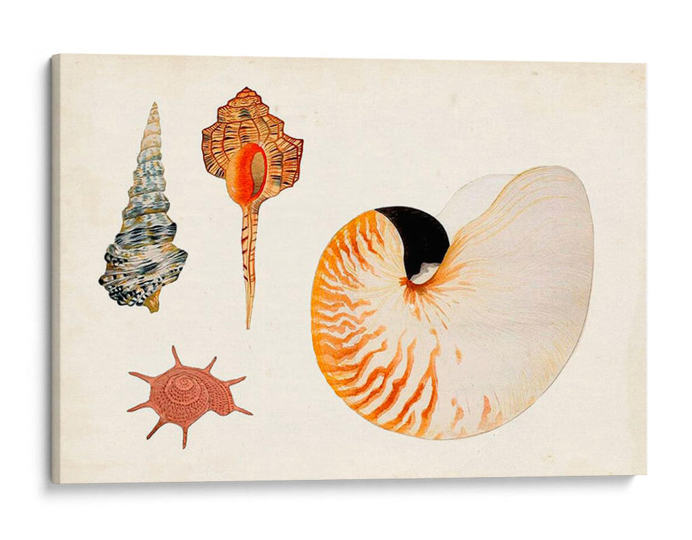 Antiguo Shell Antología I - Vision Studio | Cuadro decorativo de Canvas Lab