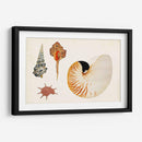 Antiguo Shell Antología I - Vision Studio | Cuadro decorativo de Canvas Lab