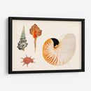 Antiguo Shell Antología I - Vision Studio | Cuadro decorativo de Canvas Lab