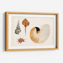 Antiguo Shell Antología I - Vision Studio | Cuadro decorativo de Canvas Lab