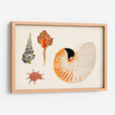 Antiguo Shell Antología I - Vision Studio | Cuadro decorativo de Canvas Lab