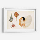 Antiguo Shell Antología I - Vision Studio | Cuadro decorativo de Canvas Lab