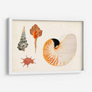 Antiguo Shell Antología I - Vision Studio | Cuadro decorativo de Canvas Lab