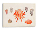 Antigua Antología De Shell Iv - Vision Studio | Cuadro decorativo de Canvas Lab