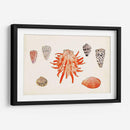 Antigua Antología De Shell Iv - Vision Studio | Cuadro decorativo de Canvas Lab