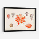 Antigua Antología De Shell Iv - Vision Studio | Cuadro decorativo de Canvas Lab