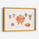 Antigua Antología De Shell Iv - Vision Studio | Cuadro decorativo de Canvas Lab