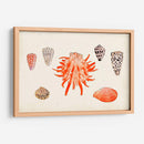Antigua Antología De Shell Iv - Vision Studio | Cuadro decorativo de Canvas Lab