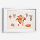 Antigua Antología De Shell Iv - Vision Studio | Cuadro decorativo de Canvas Lab