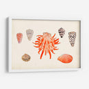 Antigua Antología De Shell Iv - Vision Studio | Cuadro decorativo de Canvas Lab