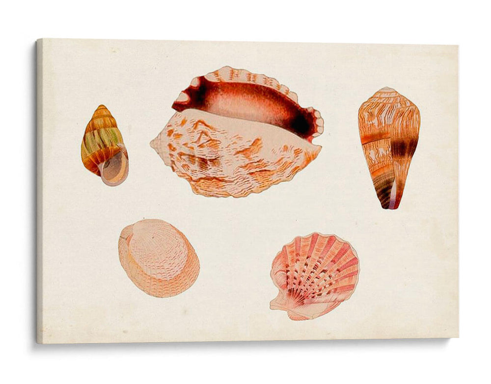 Antiguo Shell Anthology Vi - Vision Studio | Cuadro decorativo de Canvas Lab