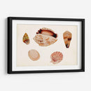 Antiguo Shell Anthology Vi - Vision Studio | Cuadro decorativo de Canvas Lab
