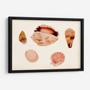 Antiguo Shell Anthology Vi - Vision Studio | Cuadro decorativo de Canvas Lab