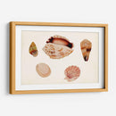 Antiguo Shell Anthology Vi - Vision Studio | Cuadro decorativo de Canvas Lab