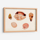 Antiguo Shell Anthology Vi - Vision Studio | Cuadro decorativo de Canvas Lab