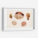 Antiguo Shell Anthology Vi - Vision Studio | Cuadro decorativo de Canvas Lab