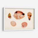 Antiguo Shell Anthology Vi - Vision Studio | Cuadro decorativo de Canvas Lab