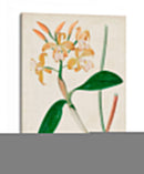 Orchid Pair Ii | Cuadro decorativo de Canvas Lab