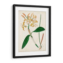 Orchid Pair Ii | Cuadro decorativo de Canvas Lab
