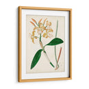 Orchid Pair Ii | Cuadro decorativo de Canvas Lab