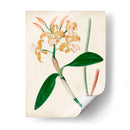 Orchid Pair Ii | Cuadro decorativo de Canvas Lab