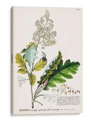 Seductor Botamical I | Cuadro decorativo de Canvas Lab